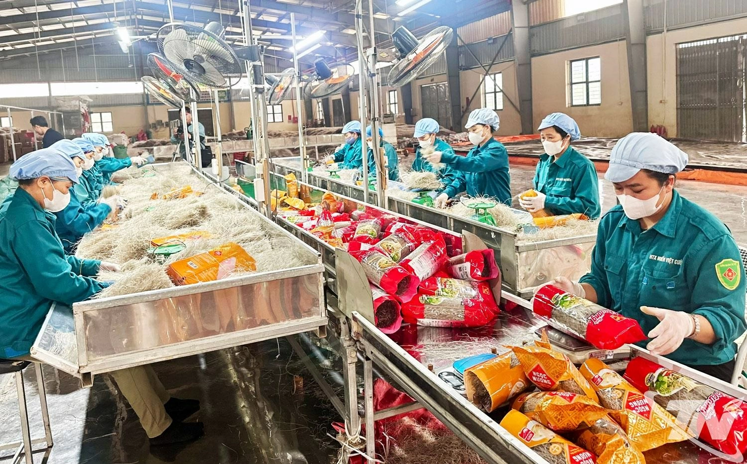 Nhờ được ng&acirc;n h&agrave;ng cho vay vốn kịp thời v&agrave; cơ cấu thời hạn trả nợ, HTX   miến Việt Cường (x&atilde; Đồng Hỷ) đ&atilde; sớm kh&ocirc;i phục sản xuất sau thi&ecirc;n tai