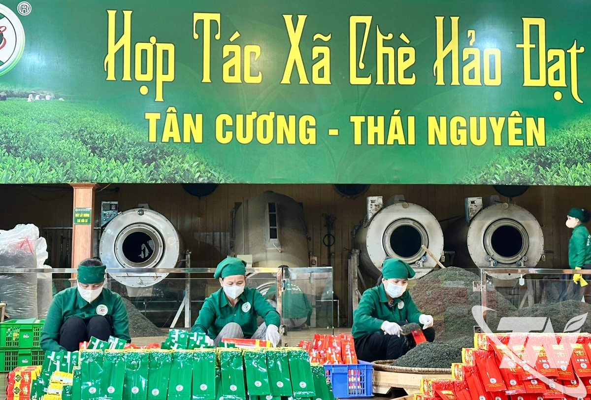 Sản phẩm của HTX chè Hảo Đạt được đóng gói và dán tem truy xuất nguồn gốc.