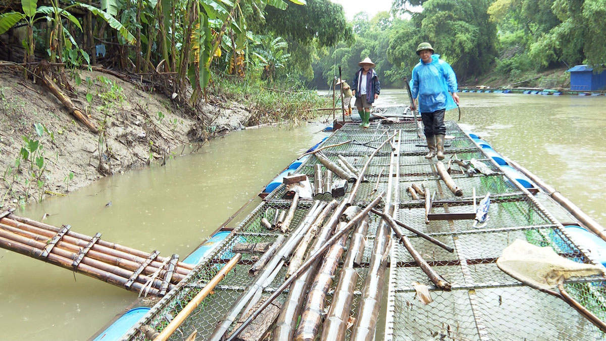 Ông Ma Thế Toán, thôn Phiêng Chì cùng các hộ dân tập trung gia cố, neo đậu lồng cá ứng phó ảnh hưởng với hoàn lưu bão số 11