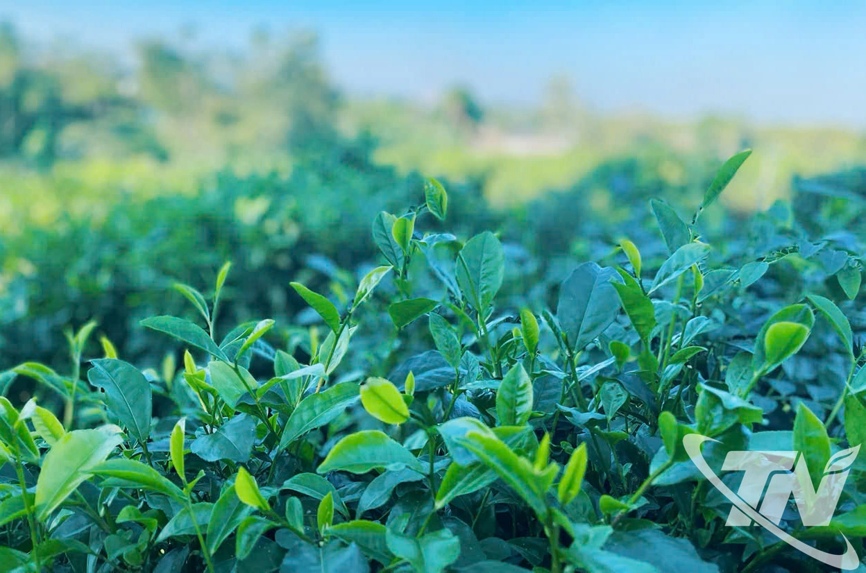   Cây chè vươn mình trong sương sớm, lưu giữ hương vị tinh túy của núi đồi.