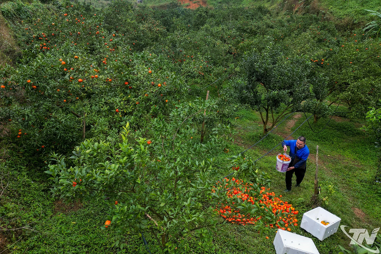 Năm 2017, anh Dương đầu tư trồng 10ha rừng trên địa bàn xóm Khuổi Mè (xã Cúc Đường trước đây). Khi biết đây từng là vùng trồng cam, bưởi ngon có tiếng của huyện Võ Nhai từ hàng chục năm trước, anh đã quyết định dành một phần đất để trồng cây có múi.
