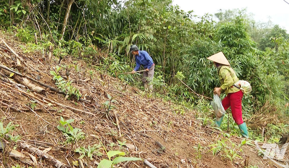 Nhiều hộ dân ở xã Chợ Rã đã thực hiện trồng rừng ngay từ đầu năm.