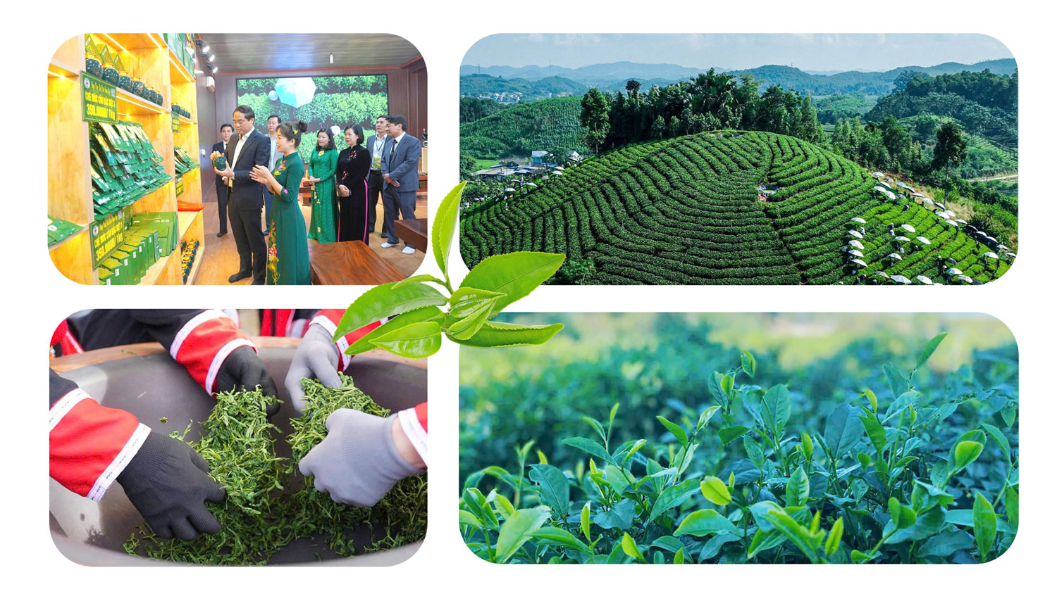 Hương vị trà Thái Nguyên bền bỉ theo năm tháng.