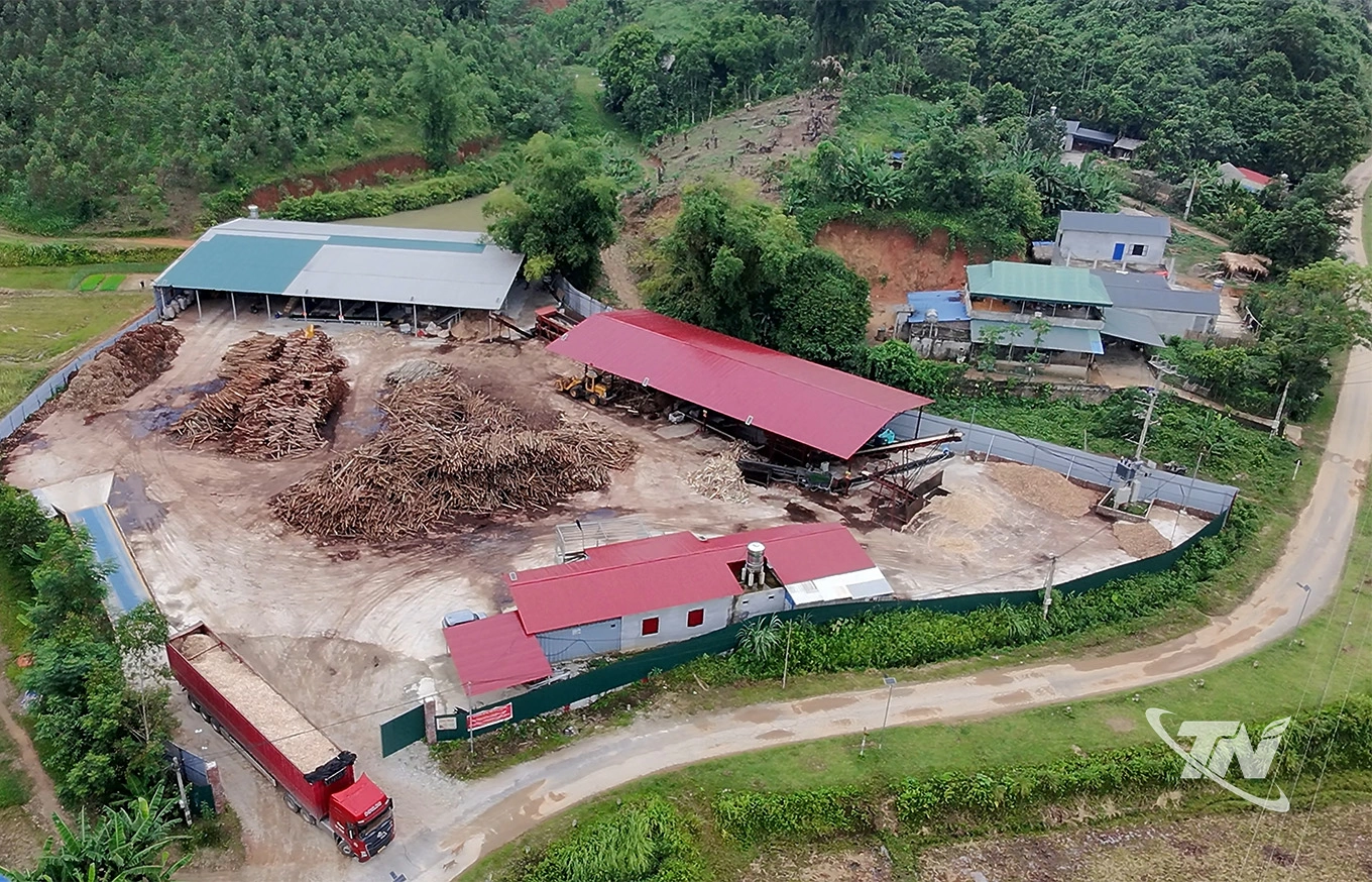 Xưởng chế biến gỗ của Công ty TNHH Lâm sản Thái Hưng ở xóm Làng Cỏ mỗi ngày tiêu thụ từ 50 - 70 tấn nguyên liệu.