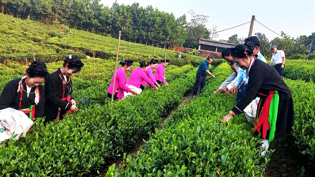 Chè sản xuất theo tiêu chuẩn hữu cơ ở HTX chè Vạn Phú, xã Thành Công.