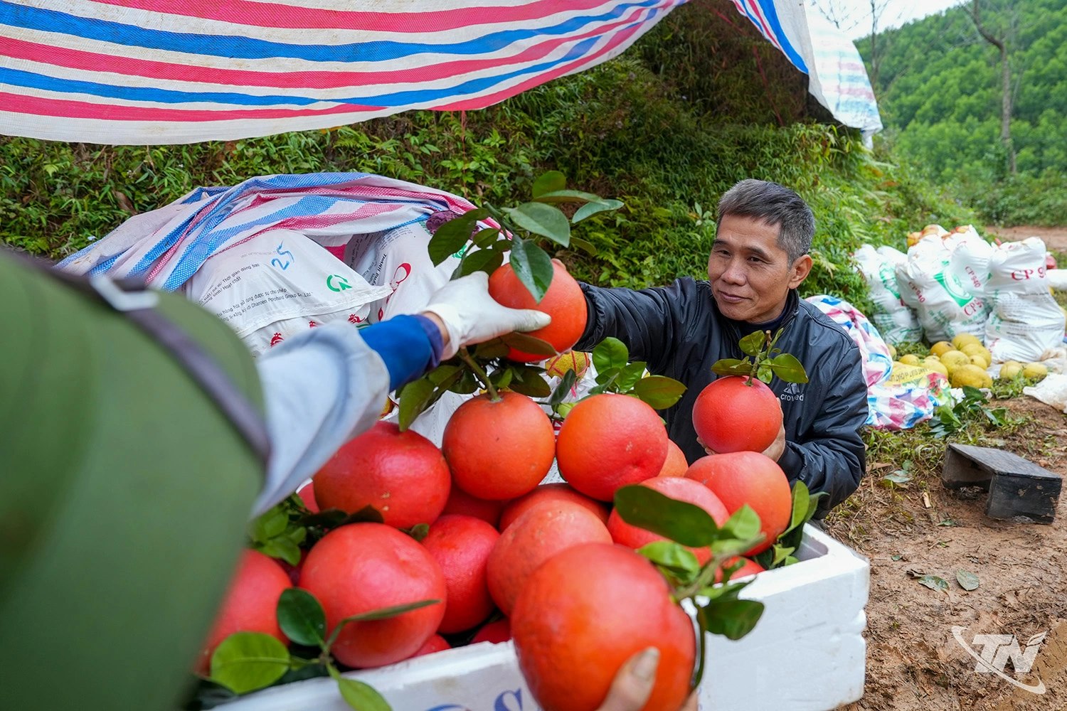 Anh Dương cũng thí điểm trồng một số gốc bưởi đỏ tiến vua có mùi thơm dịu đặc trưng, mọng nước, vị ngọt thanh có giá bán lên tới 100 nghìn đồng/quả.