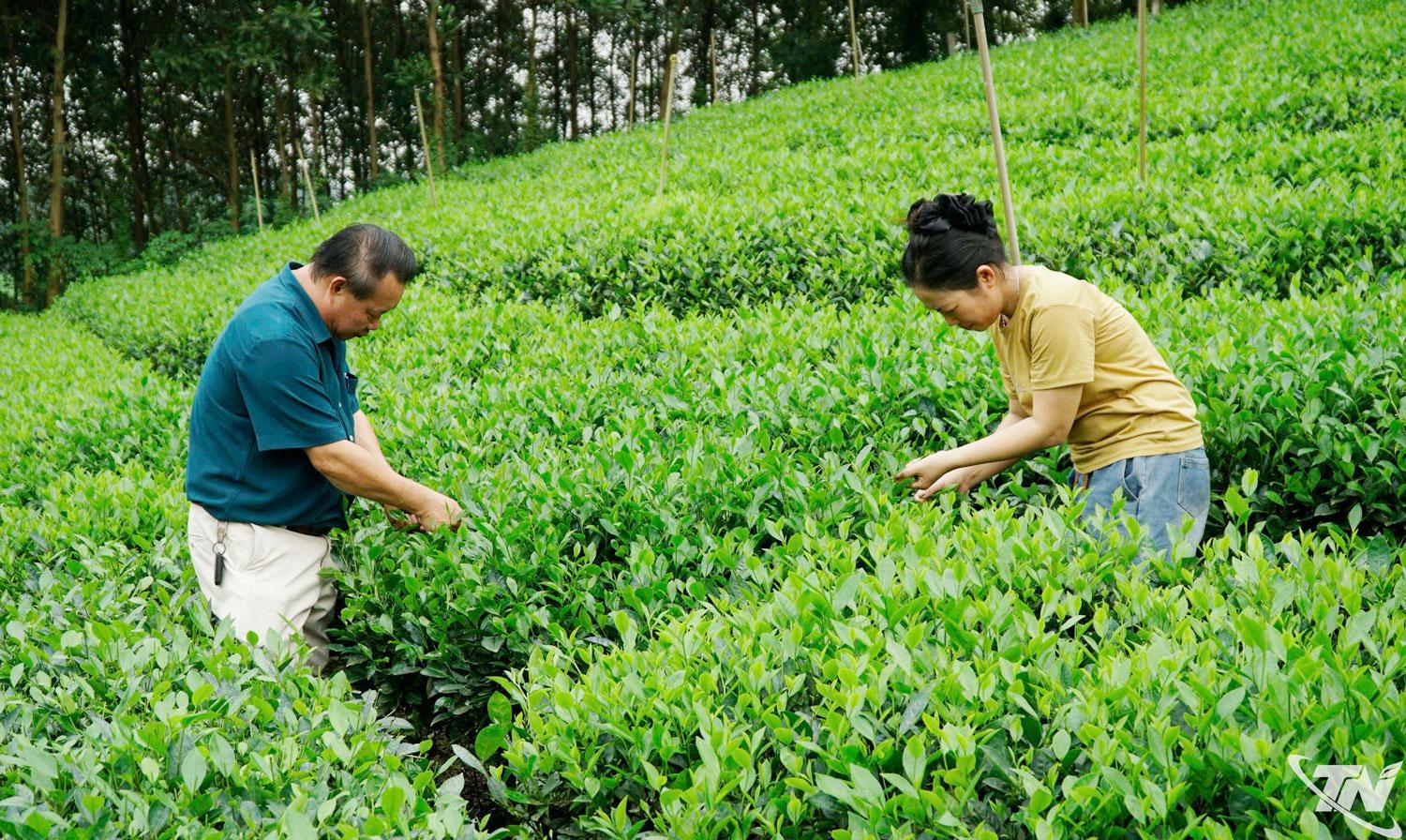 Hợp tác xã chè Vạn Lợi (xã Thành Công) hướng tới xây dựng thương hiệu chè chất lượng cao, mở rộng thị trường tiêu thụ, cho thu lãi từ 500 triệu đồng/năm trở lên.