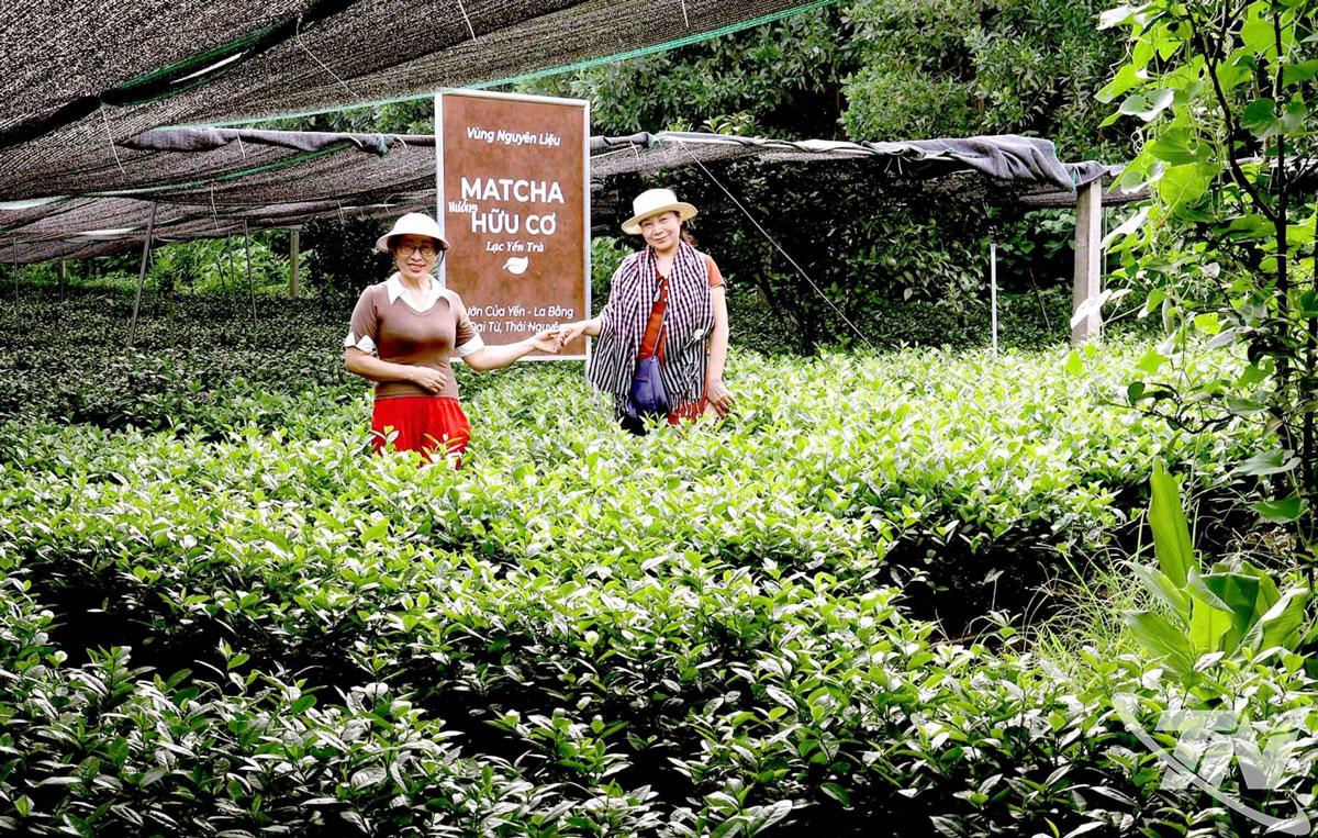 Tác giả bài viết (người quàng khăn) trên vùng chè nguyên liệu của Yến.