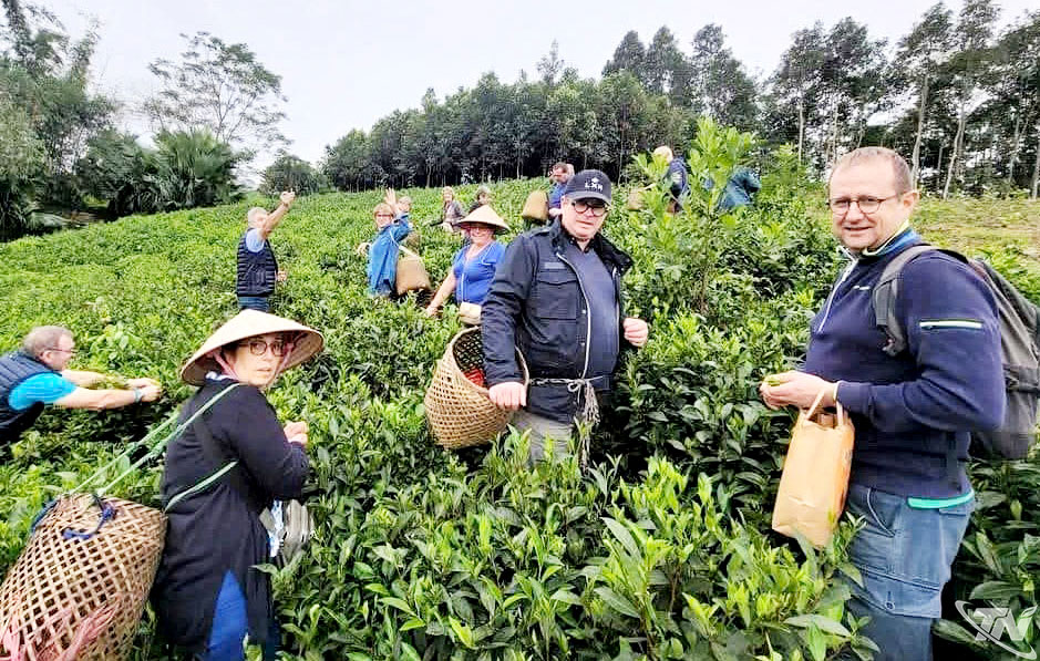Thái Nguyên thu hút đông đảo du khách nước ngoài đến tham quan, trải nghiệm tại các vùng chè.