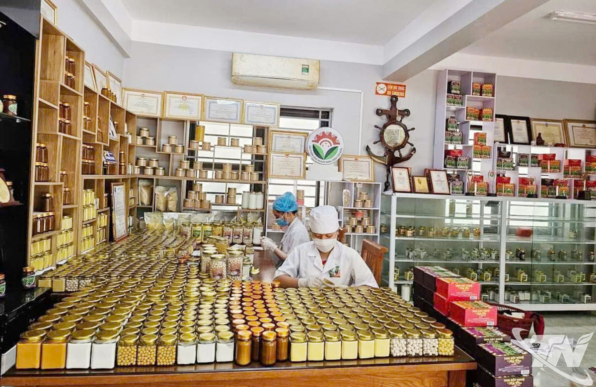 Tinh chế bột nghệ tại HTX Nông nghiệp Tân Thành.