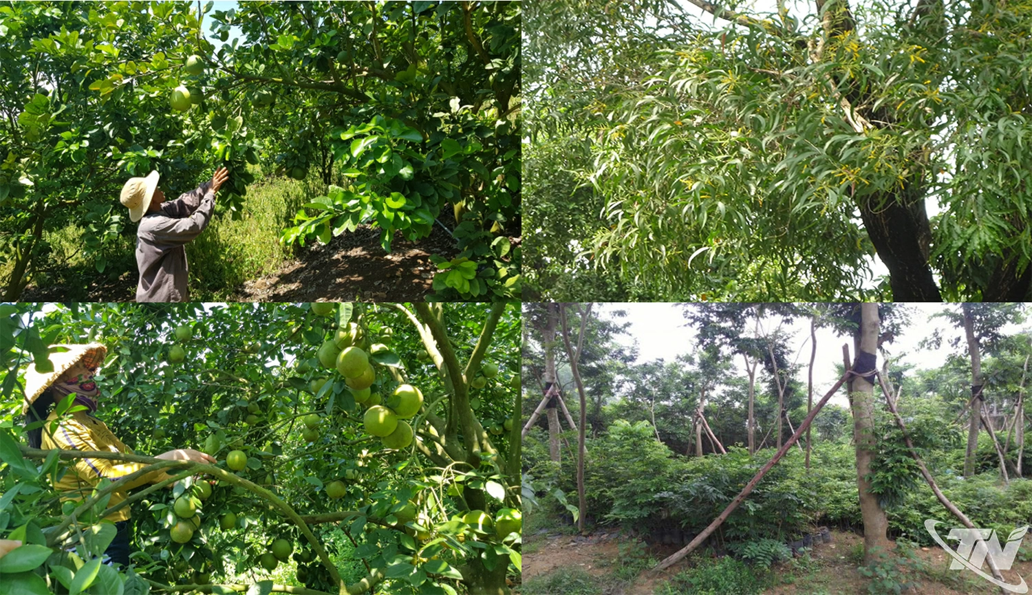 Khu trồng cây có múi bưởi da xanh.