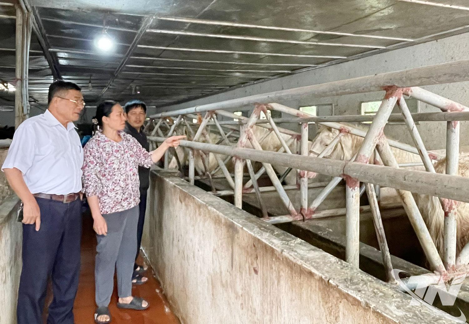 Gia đình bà Nguyễn Thị Nguyên, xóm Phẩm 2, xã Kha Sơn duy trì chăn nuôi từ 40-50 con ngựa bạch.