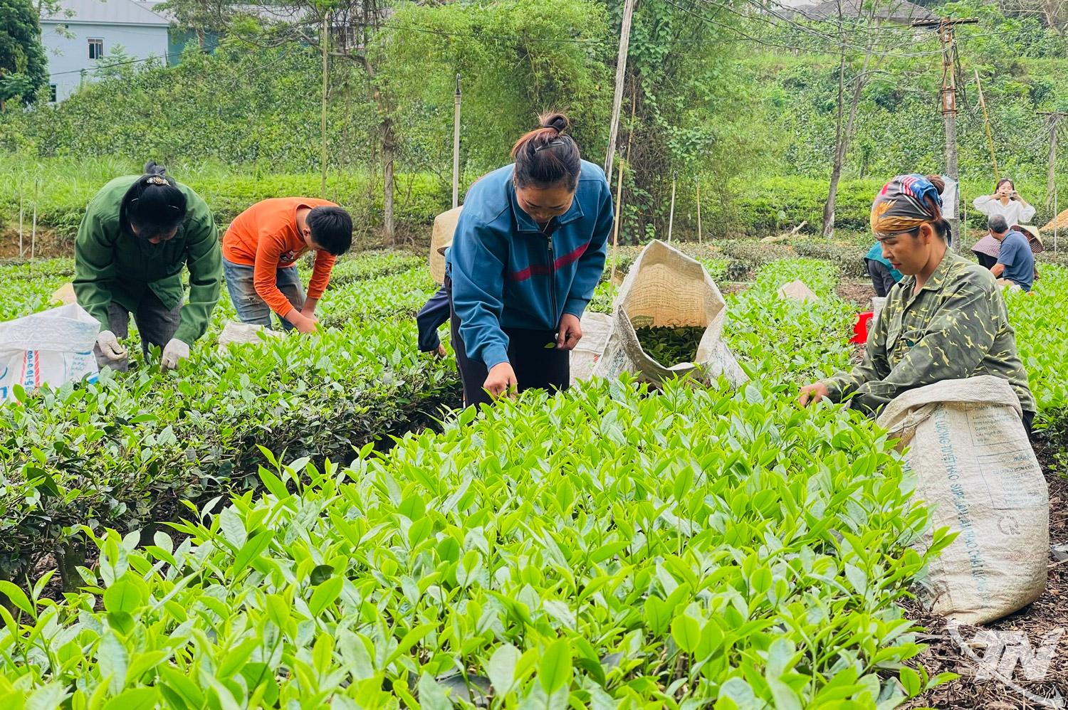 Người dân xóm Khe Quân (xã Văn Lăng) đổi công để thu hái chè kịp lứa.