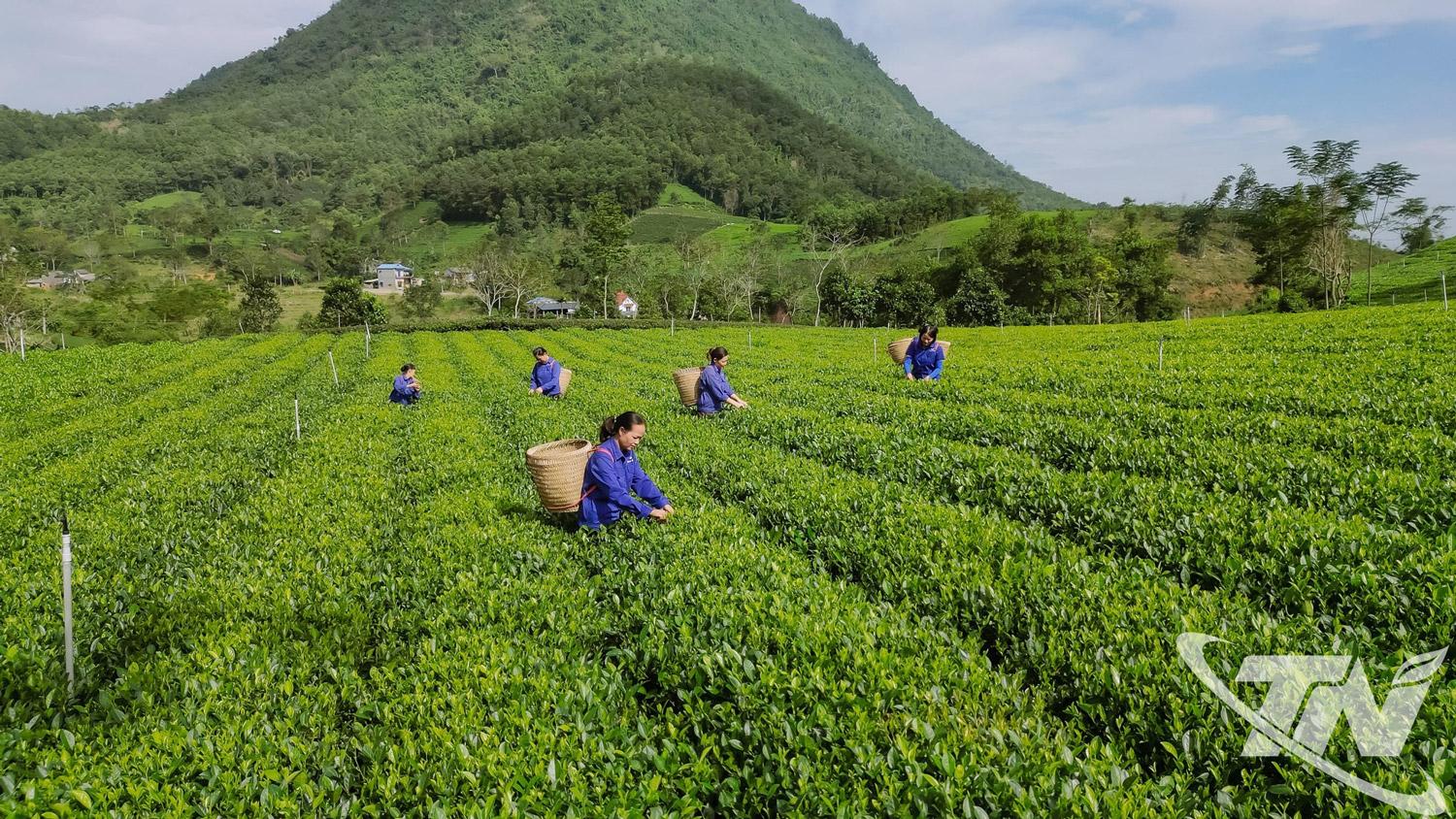 Các HTX chè trên địa bàn tỉnh nỗ lực xây dựng vùng nguyên liệu đạt chuẩn VietGAP,   GlobalGAP; ứng dụng mã QR truy xuất nguồn gốc; từng bước phát triển chè hữu cơ. 