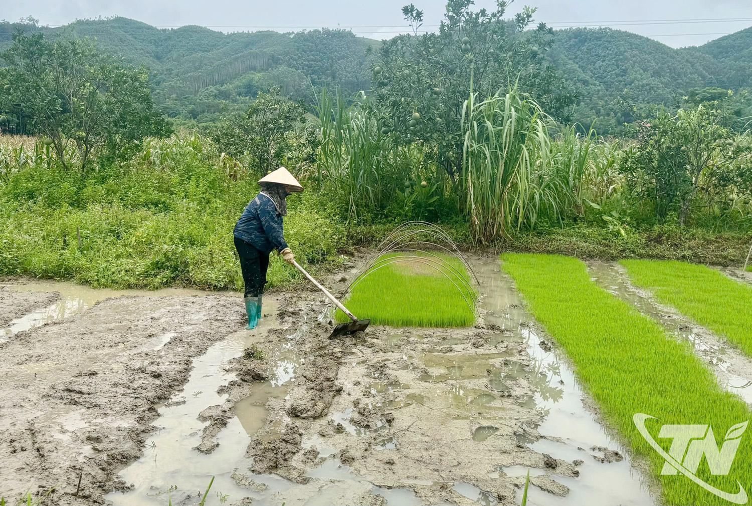 Người dân xã Võ Nhai chuẩn bị mạ để gieo cấy những diện tích lúa xuân cuối cùng của năm 2026.
