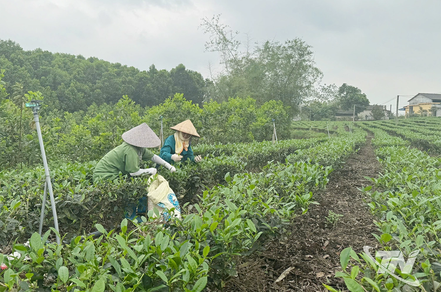 Người dân thu hái chè búp tươi trong vụ xuân, góp phần đưa sản lượng toàn tỉnh đạt gần 40 nghìn tấn.