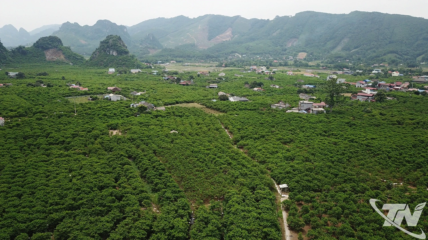 Vùng na Võ Nhai nổi tiếng thơm ngon.