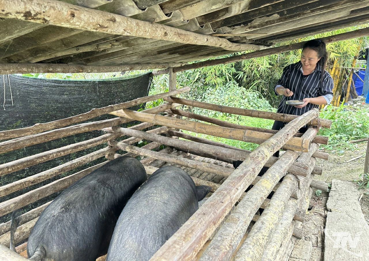 B&agrave; Dương Thị V&agrave;ng, th&ocirc;n Khuổi Hao, x&atilde; Ba Bể chăn nu&ocirc;i lợn đen bản địa, nhưng do điều kiện c&ograve;n kh&oacute; khăn n&ecirc;n chưa thể mở rộng quy m&ocirc; chăn nu&ocirc;i.