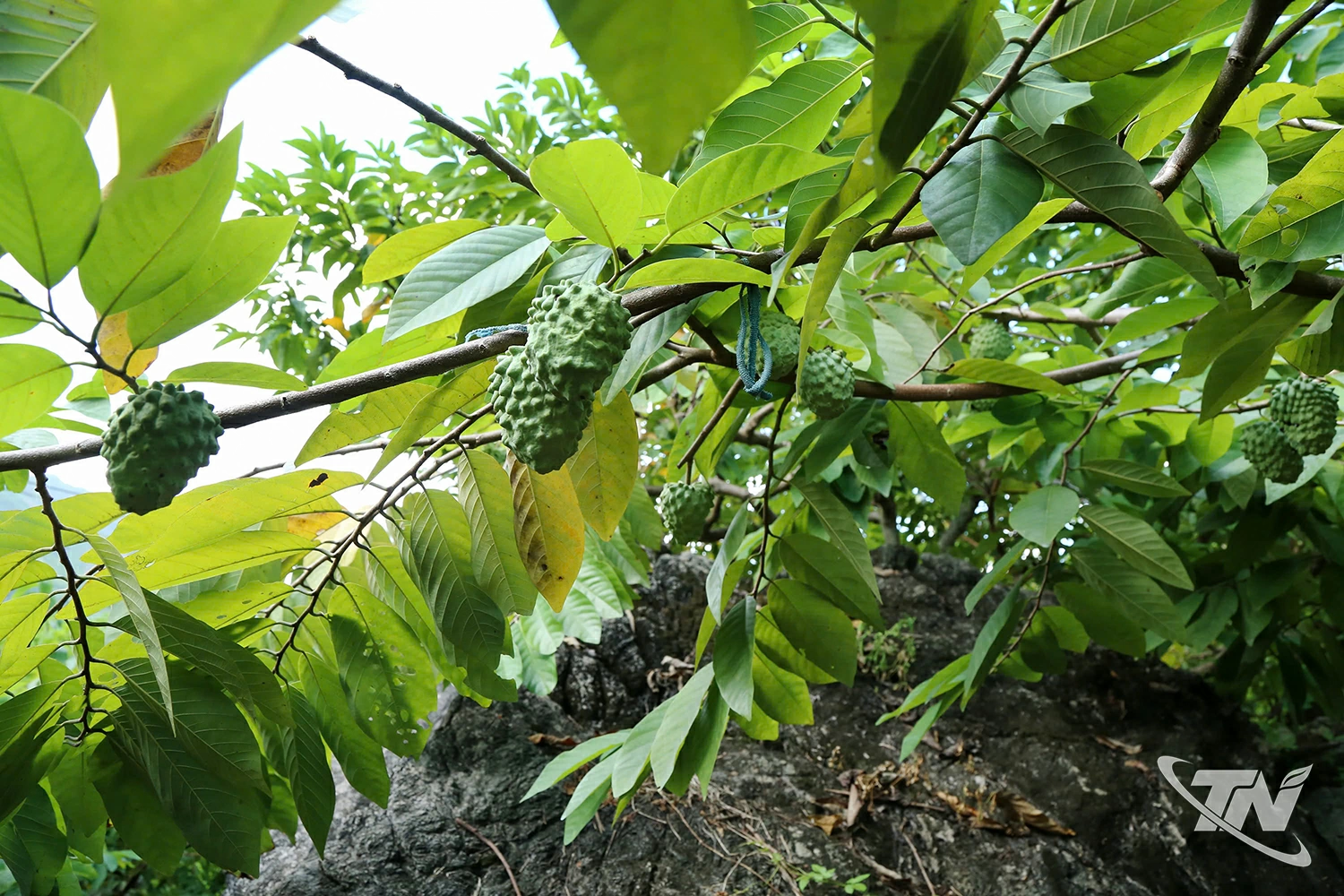 Những quả na cho mã đẹp, thơm, ngon vượt trội mang lại gái trị kinh tế cao.