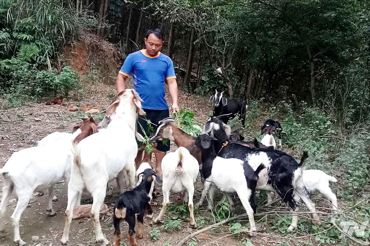 Anh Ngô Văn Hạnh, ở xóm Mỏ Chì (xã La Hiên) chăm sóc đàn dê của gia đình.