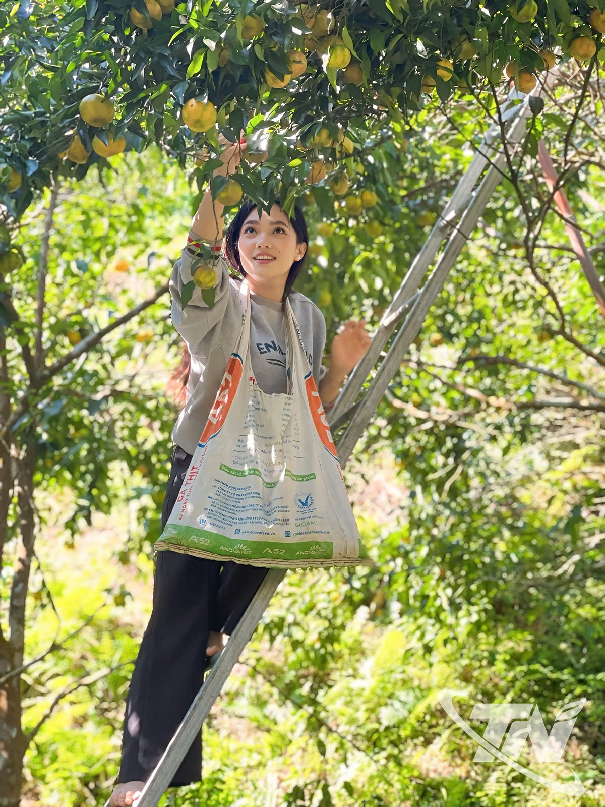 Màu vàng của những quả quýt chín khiến Kath không khỏi ngạc nhiên và thích thú khi hái từng quả.