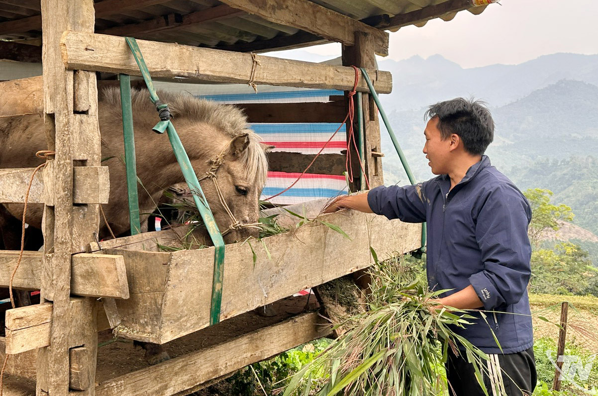 Người dân thôn Mạ Khao, xã Cao Minh chăn nuôi ngựa theo hình thức sinh sản, phát triển đàn