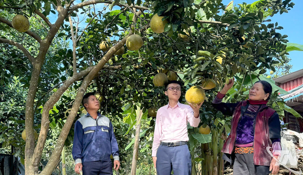 Gia đình anh Trần Văn Thiện, ở xóm Na Tranh (xã Nam Hòa) có gần 700 cây bưởi, trong đó khoảng 300 cây sẽ cho thu hoạch dịp giáp Tết.