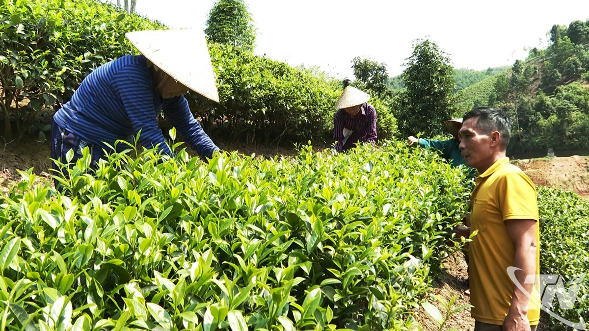 Thành viên Tổ hợp tác chè Pác Chi (xã Thượng Minh) đổi công thu hái chè.