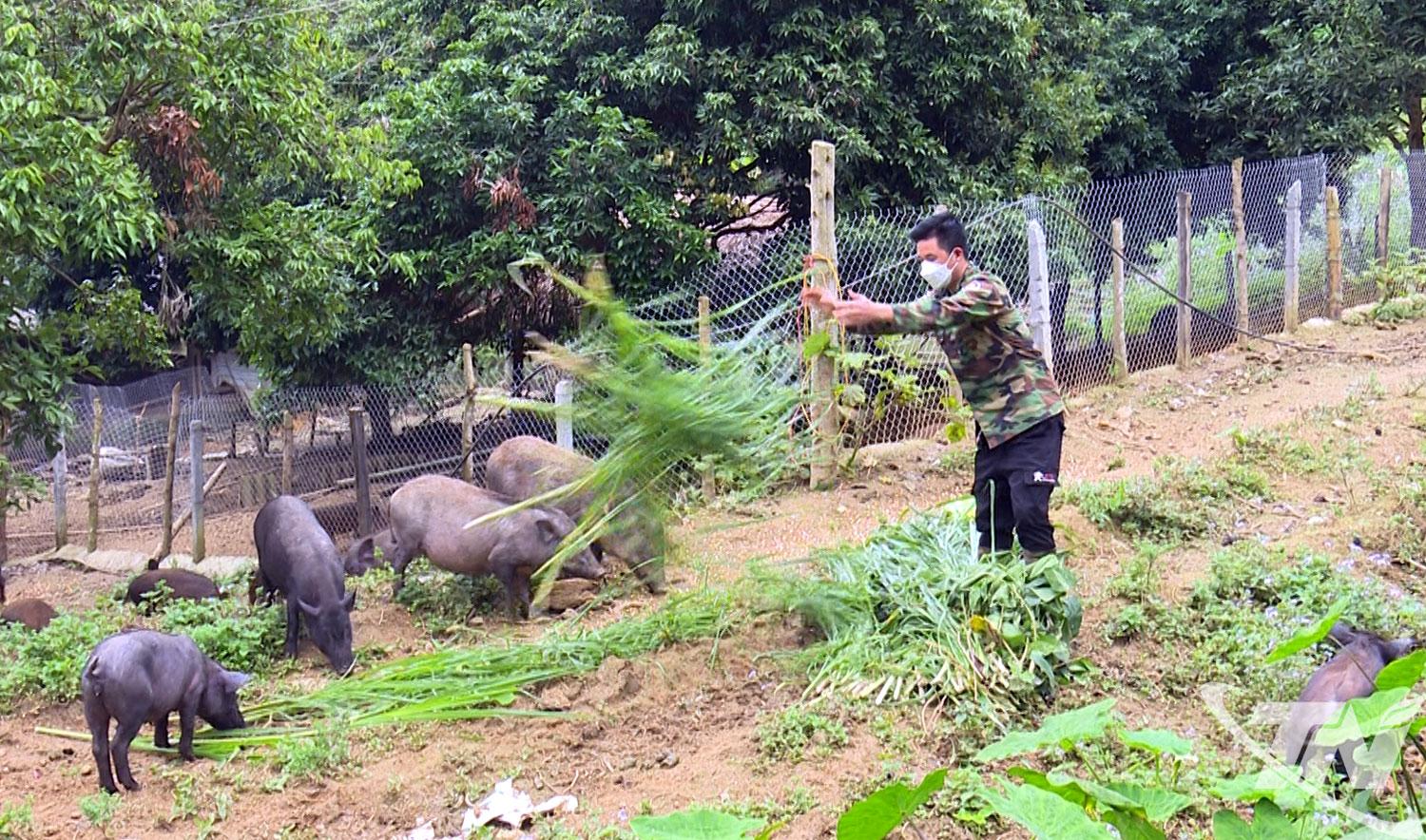 Trang trại nuôi lợn đen bản địa, lợn lai rừng có liên kết của HTX Bộc Bố (xã Bằng Thành)