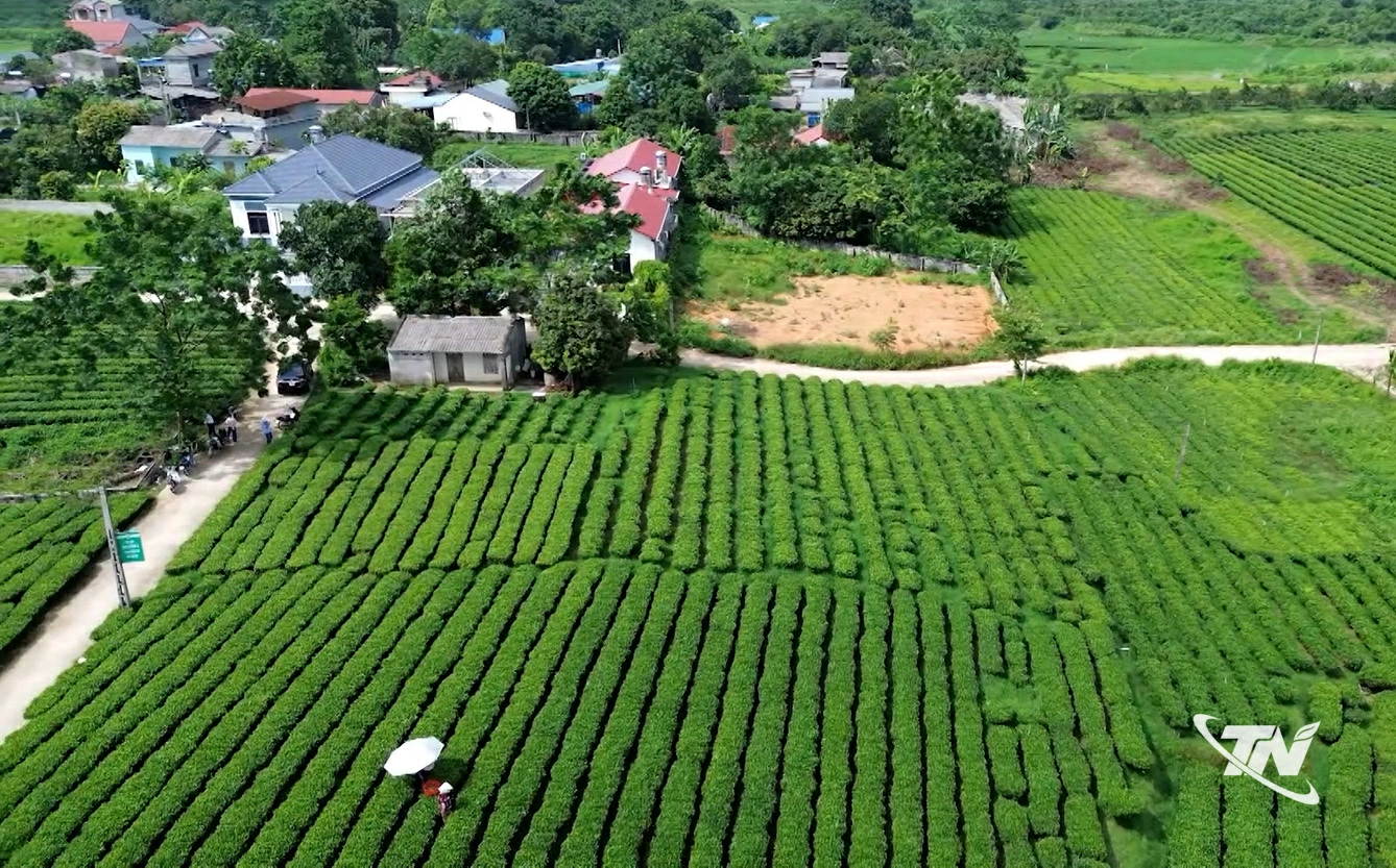 Vùng chè Trại Cài nhìn từ trên cao.