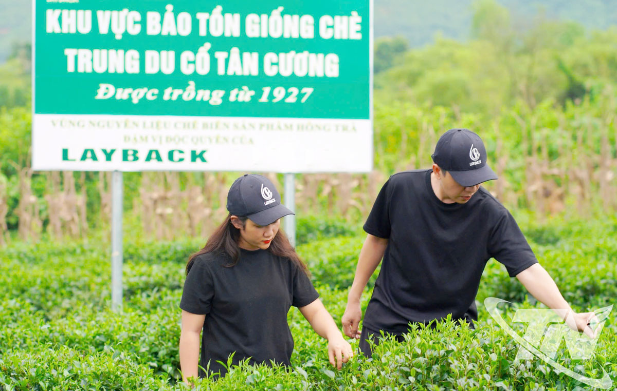 Thương hiệu trà sữa