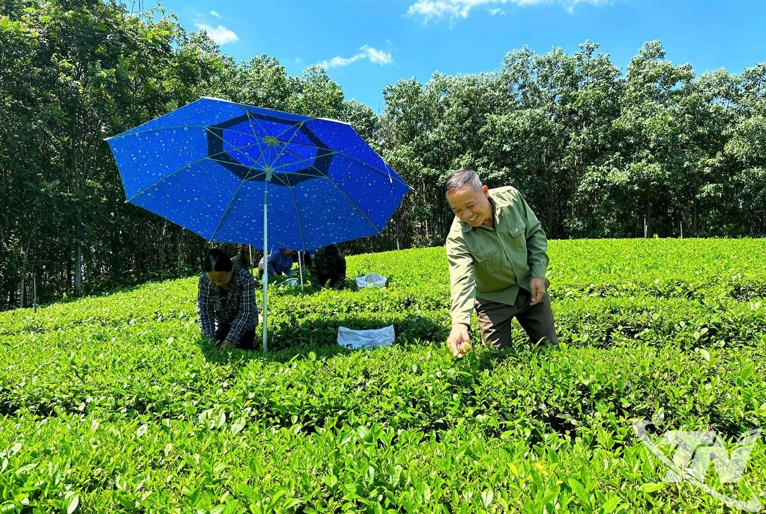 Nhờ c&oacute; nguồn vốn vay kịp thời, người d&acirc;n x&atilde;   Văn H&aacute;n tập trung ph&aacute;t triển sản xuất ch&egrave; -   c&acirc;y trồng chủ lực của địa phương.