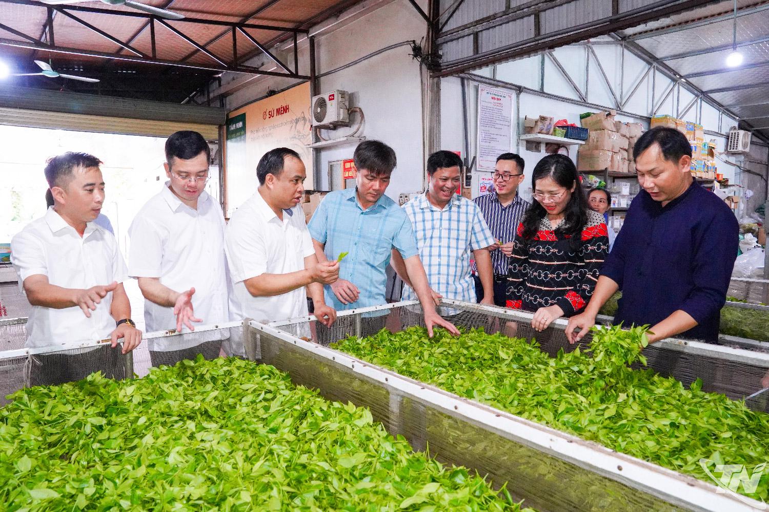 Ban Dân tộc HĐND tỉnh khảo sát cơ sở sản xuất chè của Hợp tác xã Nông sản Phú Lương, xã Phú Lương.