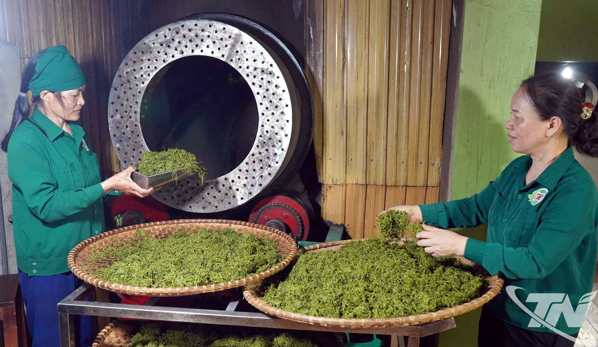 Bà Đào Thanh Hảo (bên phải) đã trăn trở nhiều năm để tìm ra giải pháp vừa giữ được hương vị truyền thống, vừa nâng cao năng suất, chất lượng sản phẩm chè
