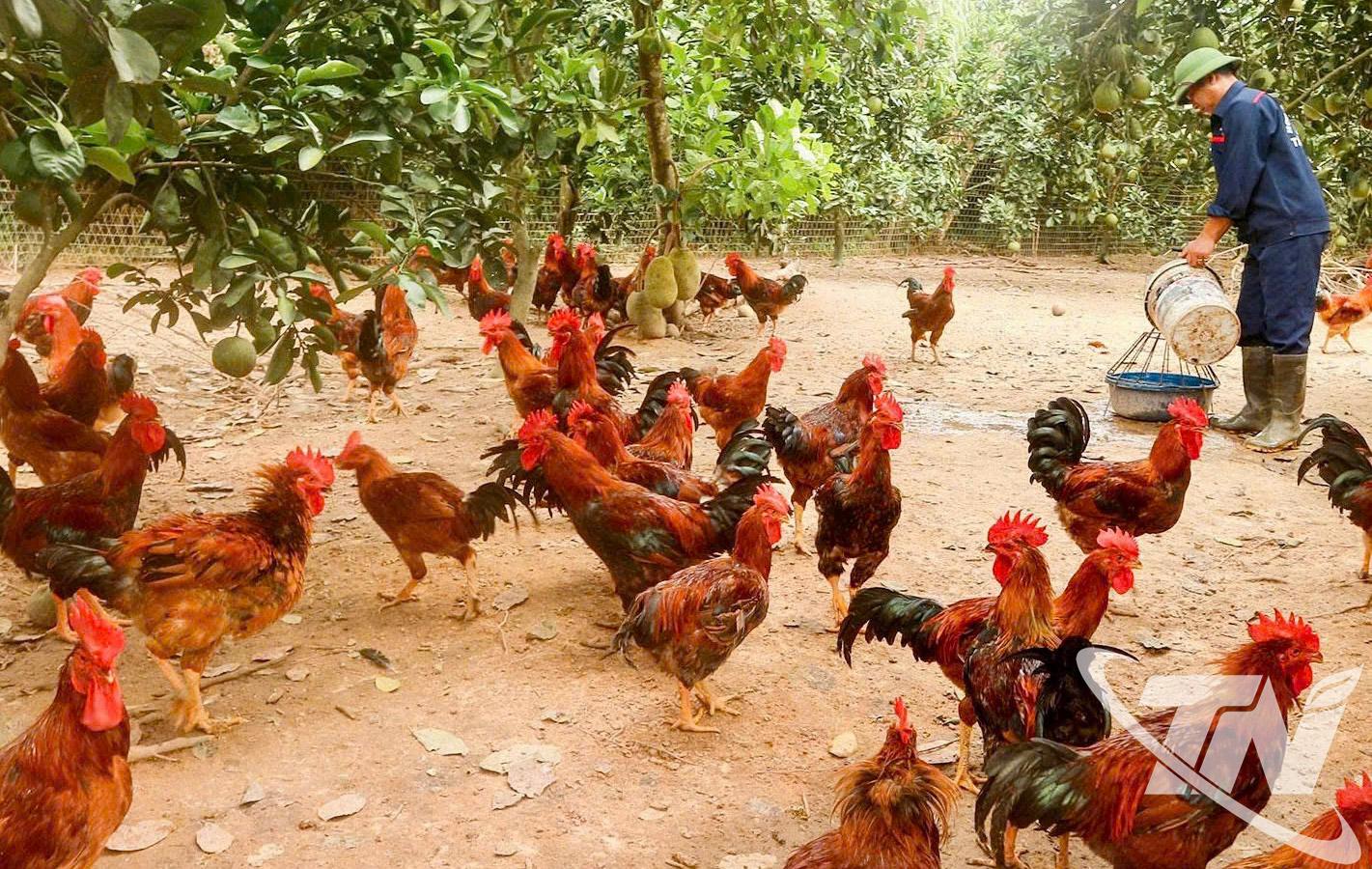 Các cơ sở, trang trại chăn nuôi trên địa bàn Thái Nguyên áp dụng quy trình VietGAP, tạo ra sản phẩm an toàn, nâng cao sức cạnh tranh trên thị trường.