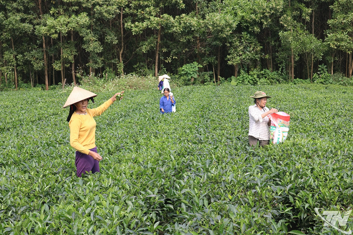 Cây chè  mang lại cho  nông dân xã  Quang Sơn  số tiền 185 tỷ  đồng/năm.  