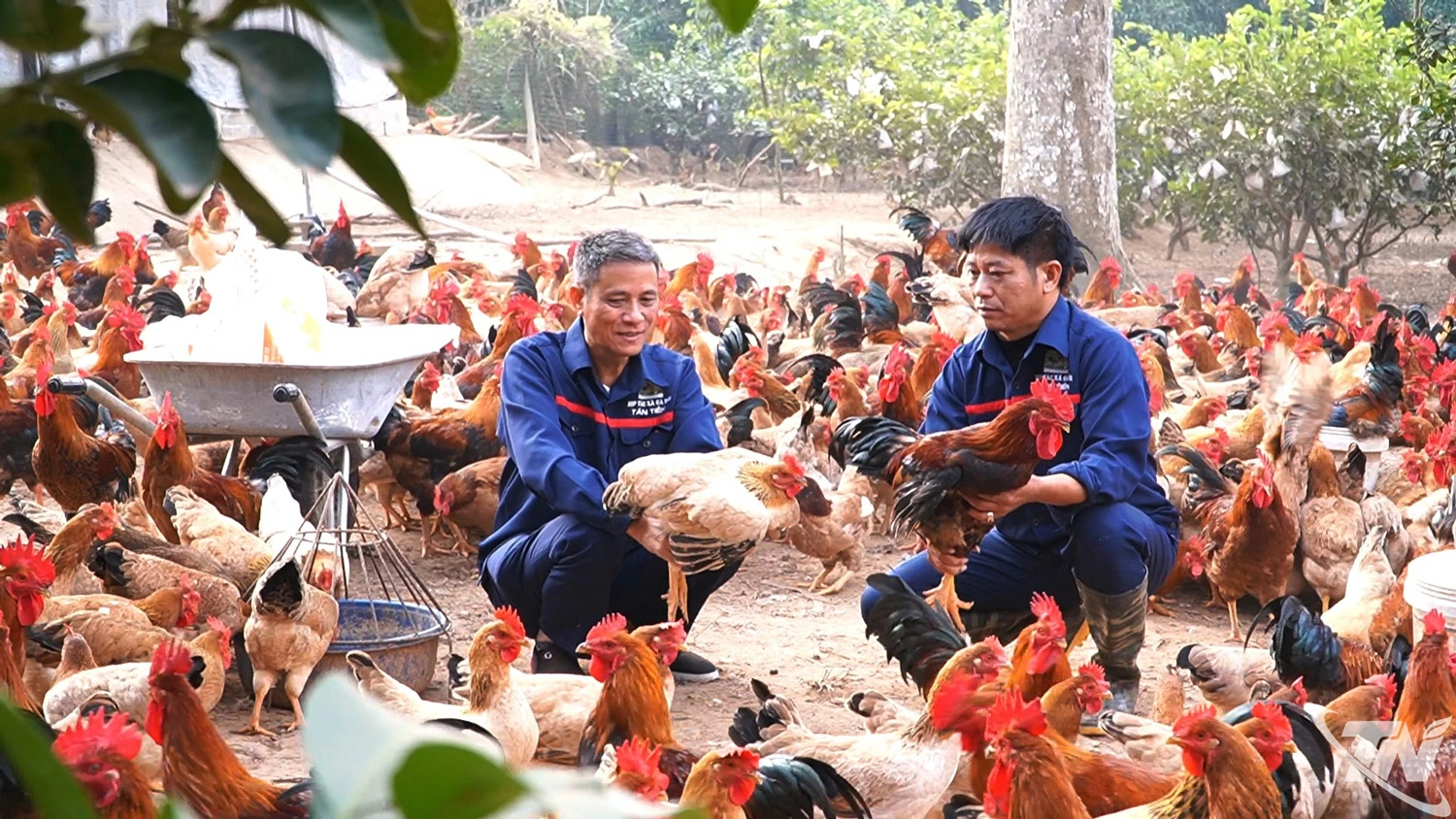 Thời gian qua, xã Tân Khánh chú trọng phát triển trang trại chăn nuôi gà đồi,   mang lại hiệu quả kinh tế cao.