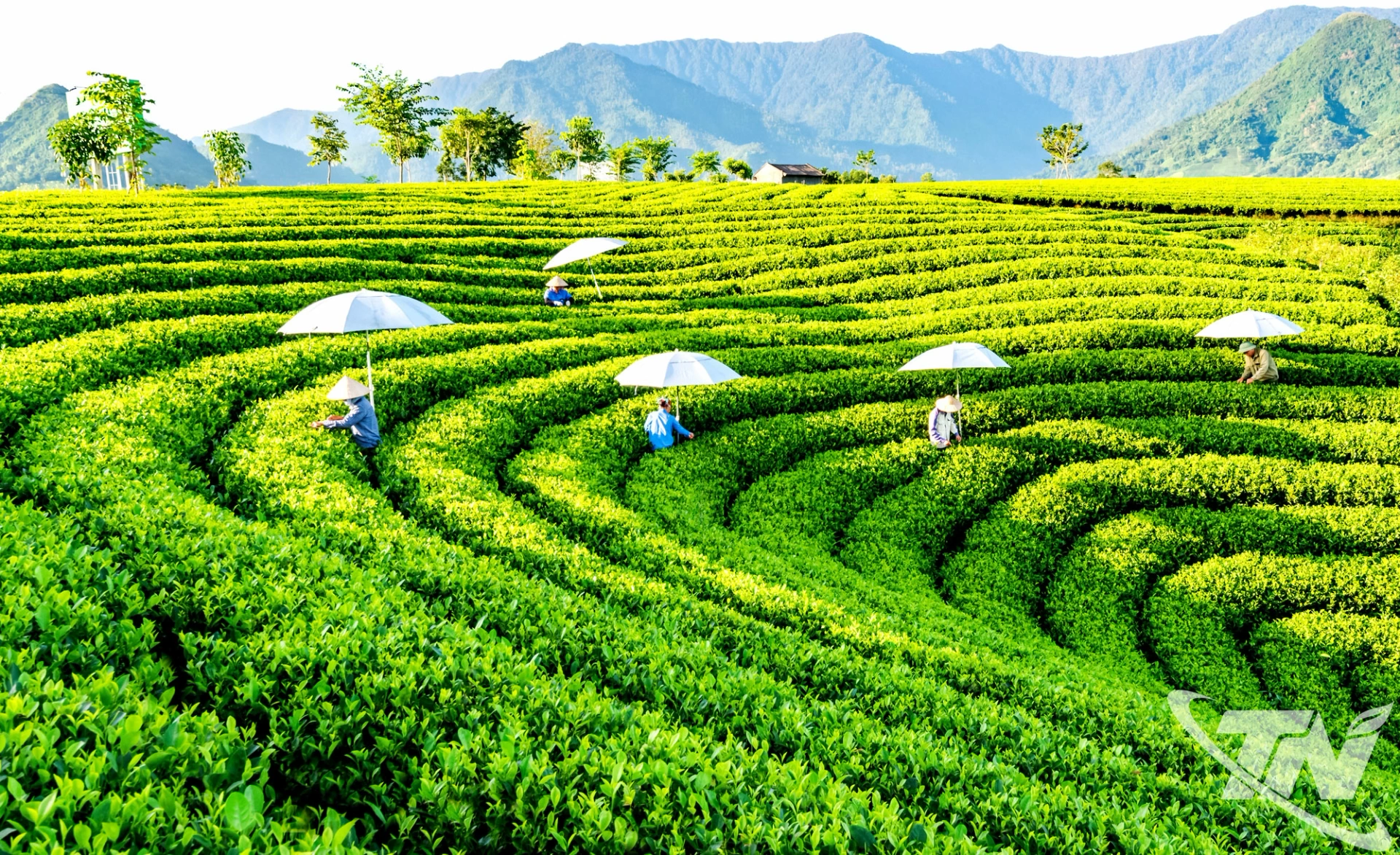 Thái Nguyên đang đẩy mạnh phát triển chè thành cây “tỷ đô” thông qua việc nâng cao chất lượng, áp dụng công nghệ cao và kết hợp du lịch sinh thái, khẳng định vị thế trên thị trường trong nước, quốc tế.