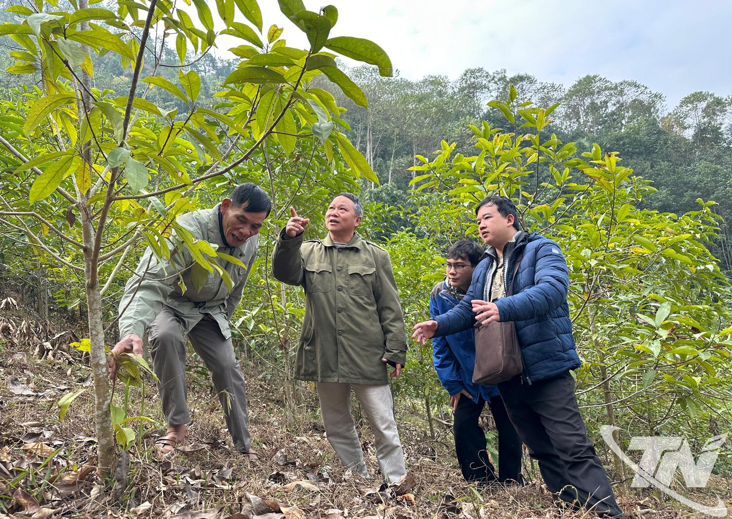 Tháng 10-2025, hơn 4.000ha rừng của xã Yên Phong và Nghĩa Tá đã được cấp Chứng nhận quản lý rừng bền vững FSC.