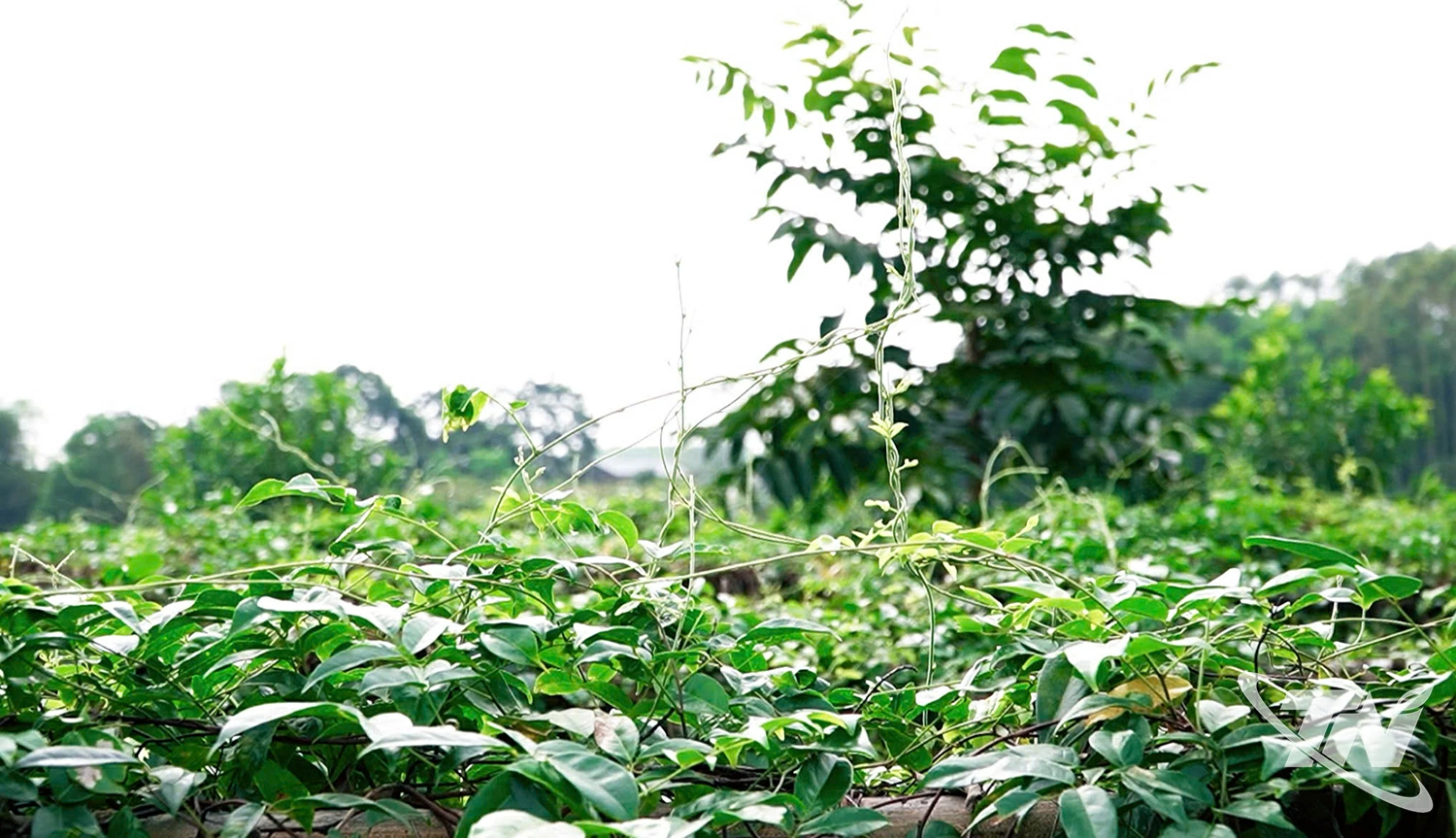 Cây sâm nam núi Dành được đánh giá có giá trị dược liệu cao chỉ sau sâm Ngọc Linh.