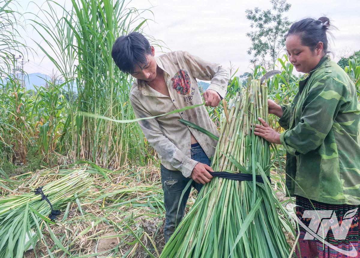 M&ocirc; h&igrave;nh trồng cỏ voi l&agrave;m thức ăn chăn nu&ocirc;i gi&uacute;p người d&acirc;n v&ugrave;ng đồng b&agrave;o d&acirc;n tộc thiểu số mở rộng sinh kế, giảm &aacute;p lực khai th&aacute;c rừng.