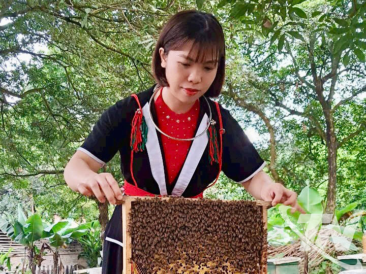 Chị Phạm Hồng Oanh, Gi&aacute;m đốc Hợp t&aacute;c x&atilde; N&ocirc;ng sản Ong V&agrave;ng.