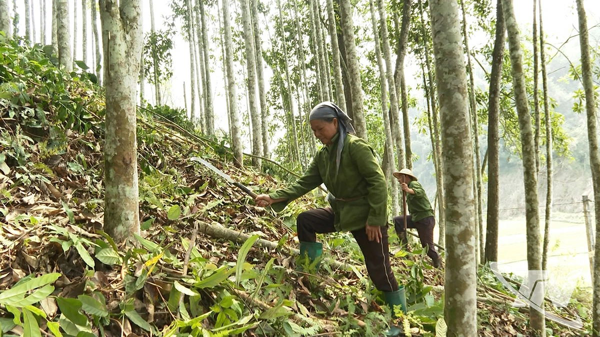 Gia đình ông Nông Văn Nghình, thôn Mỹ Vy tập trung chăm sóc rừng mỡ, chuẩn bị cho khai thác tỉa.