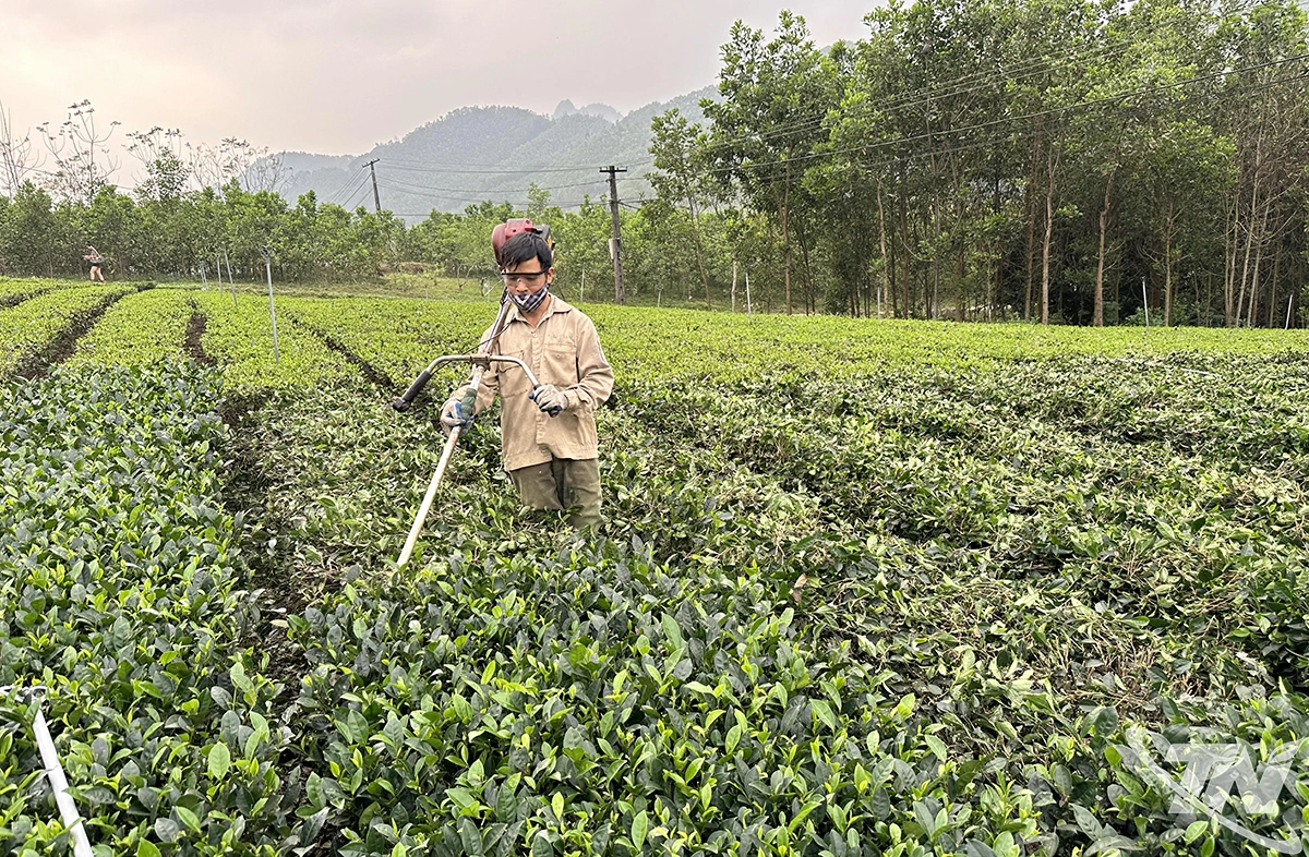 Đưa cơ giới hóa vào sản xuất góp phần nâng cao năng suất, chất lượng sản phẩm chè cho người dân Thái Nguyên.