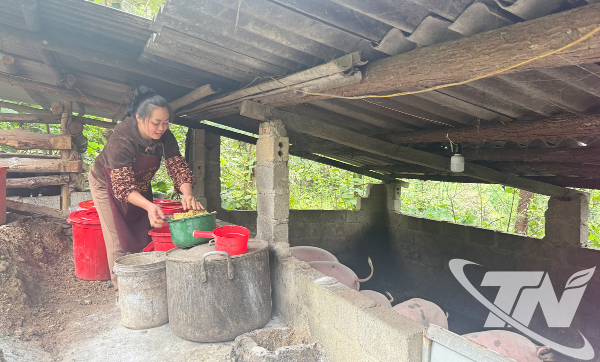 Chị Triệu Thị Mai áp dụng phương pháp chăn nuôi bằng thức ăn đã được ủ men vi sinh tự nhiên.