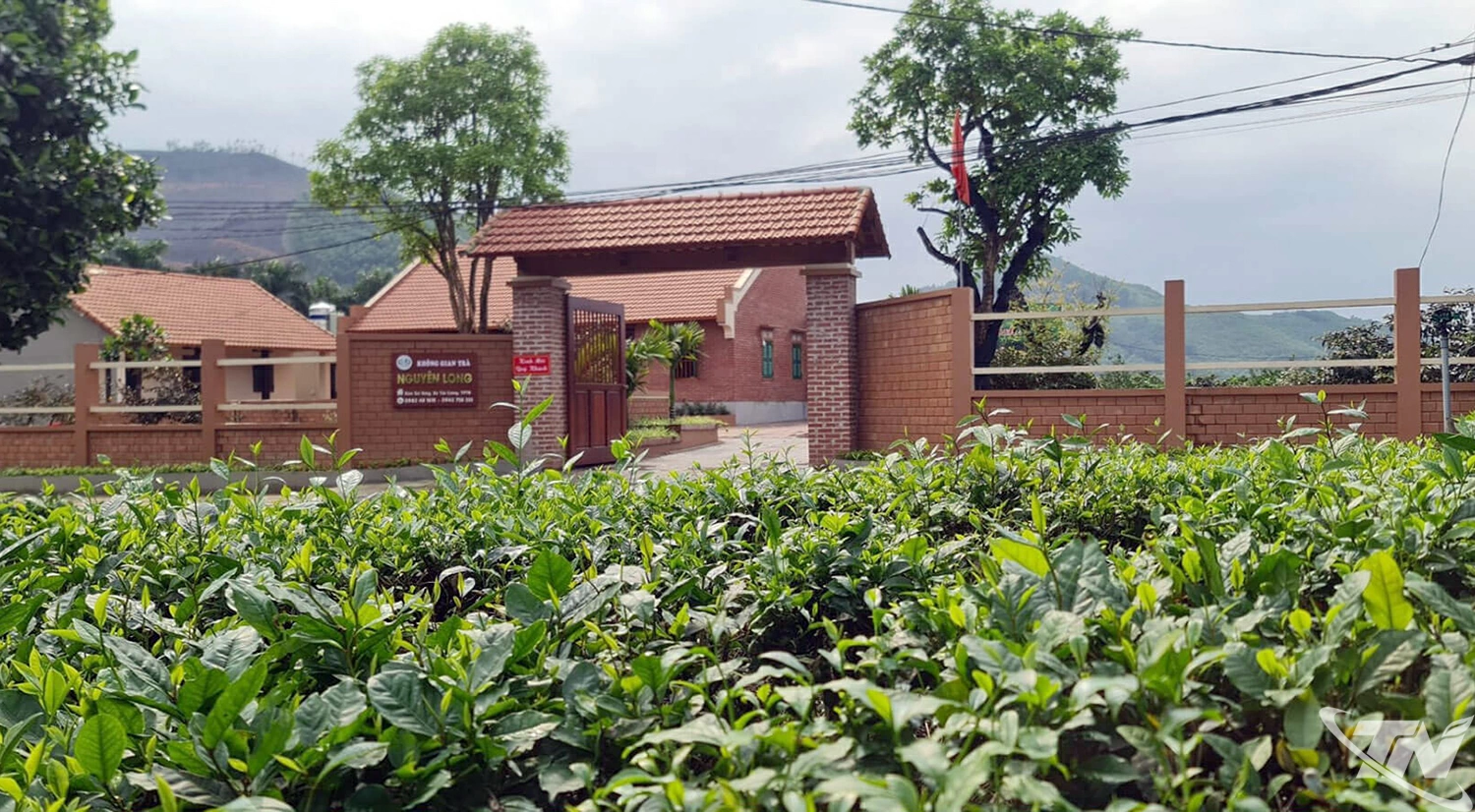 Hợp tác xã Trà Nguyên Long xây dựng vùng nguyên liệu tại xóm Soi Vàng, xã Tân Cương.