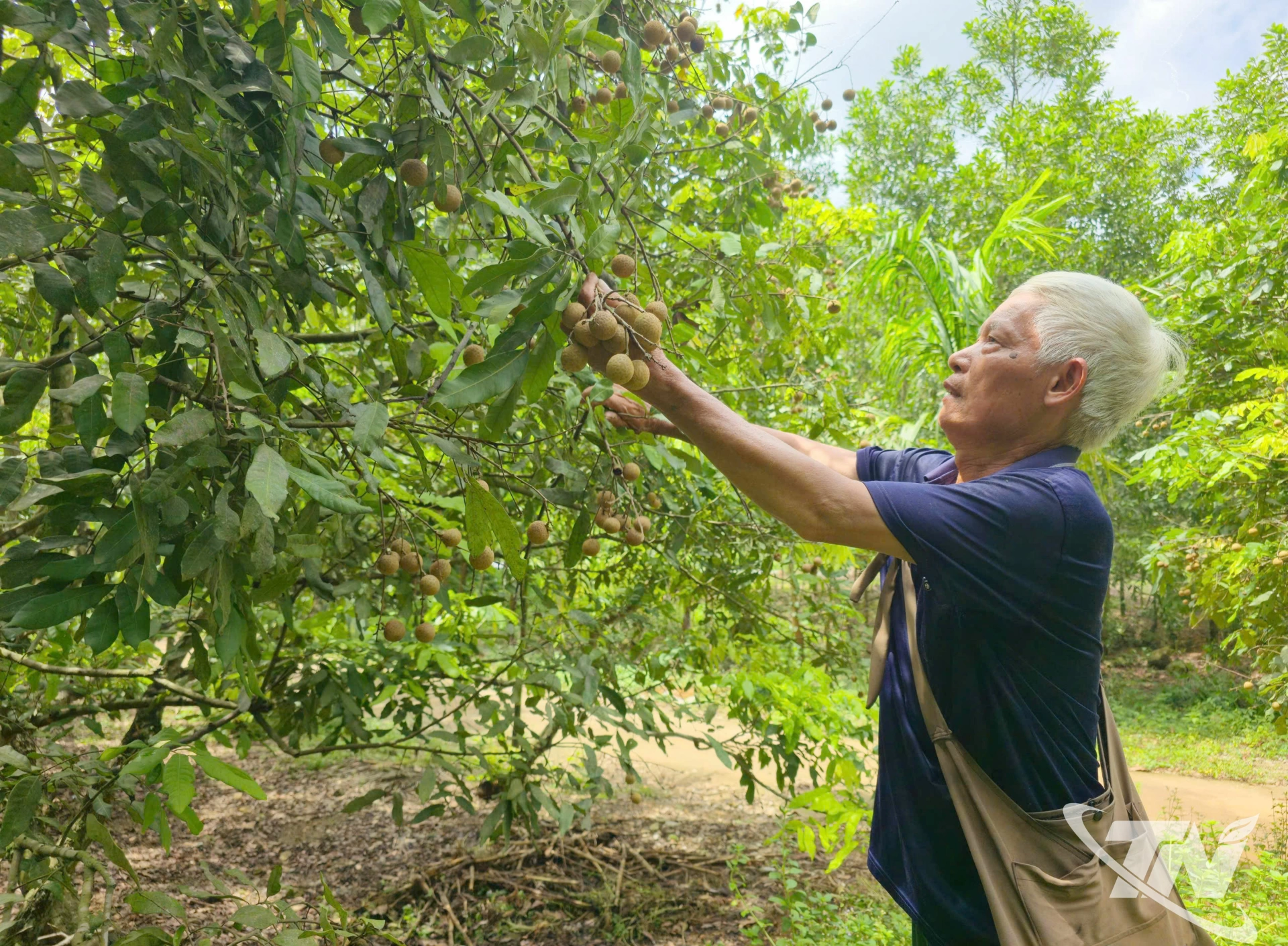 Nhãn được bán tại các chợ chỉ 6.000-8.000 đồng/kg, mức giá không đủ bù chi phí chăm sóc và thu hái của người dân.
