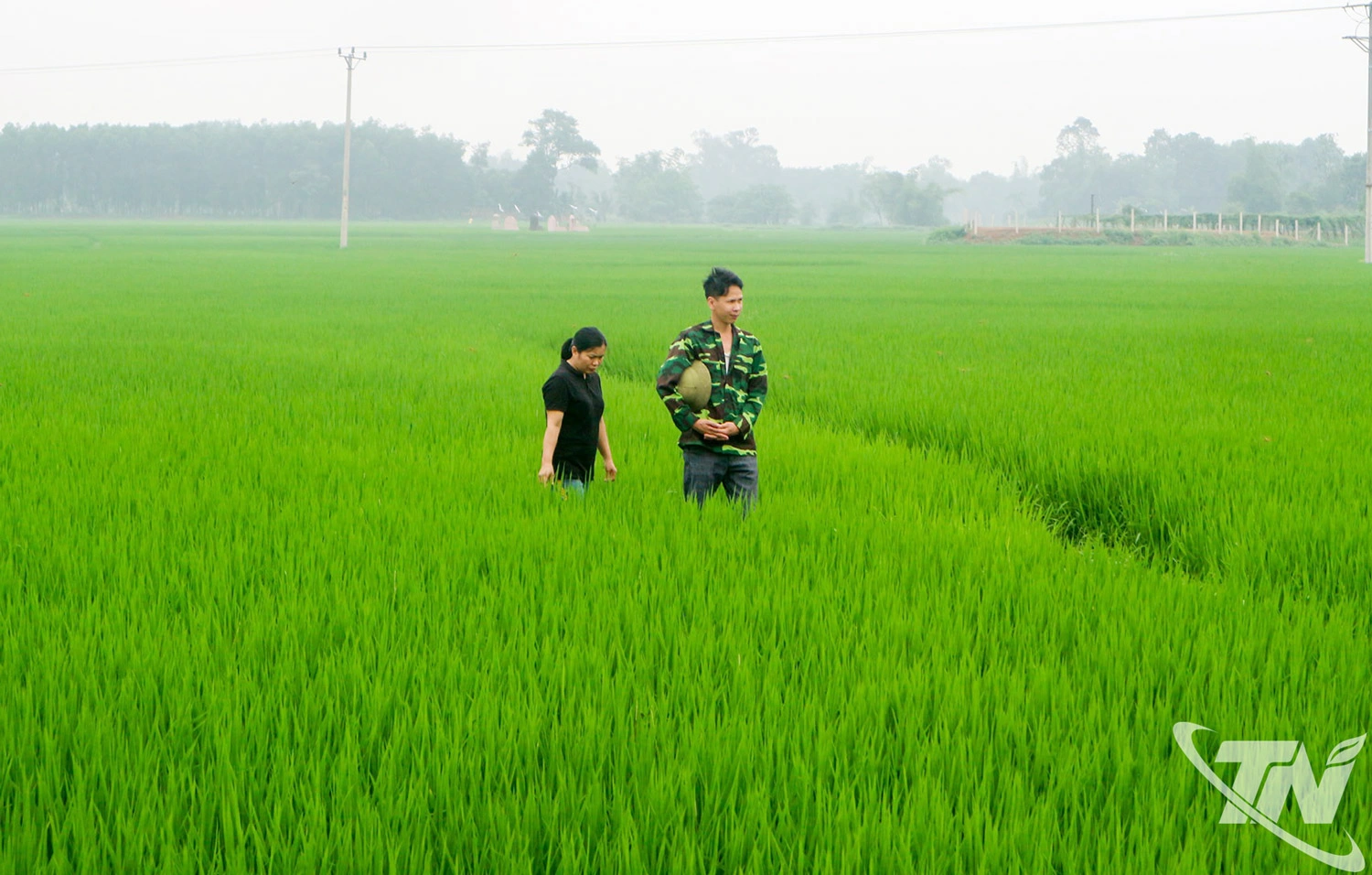 Vụ xuân 2026, Thái Nguyên gieo cấy hơn 19 nghìn ha lúa chất lượng cao.