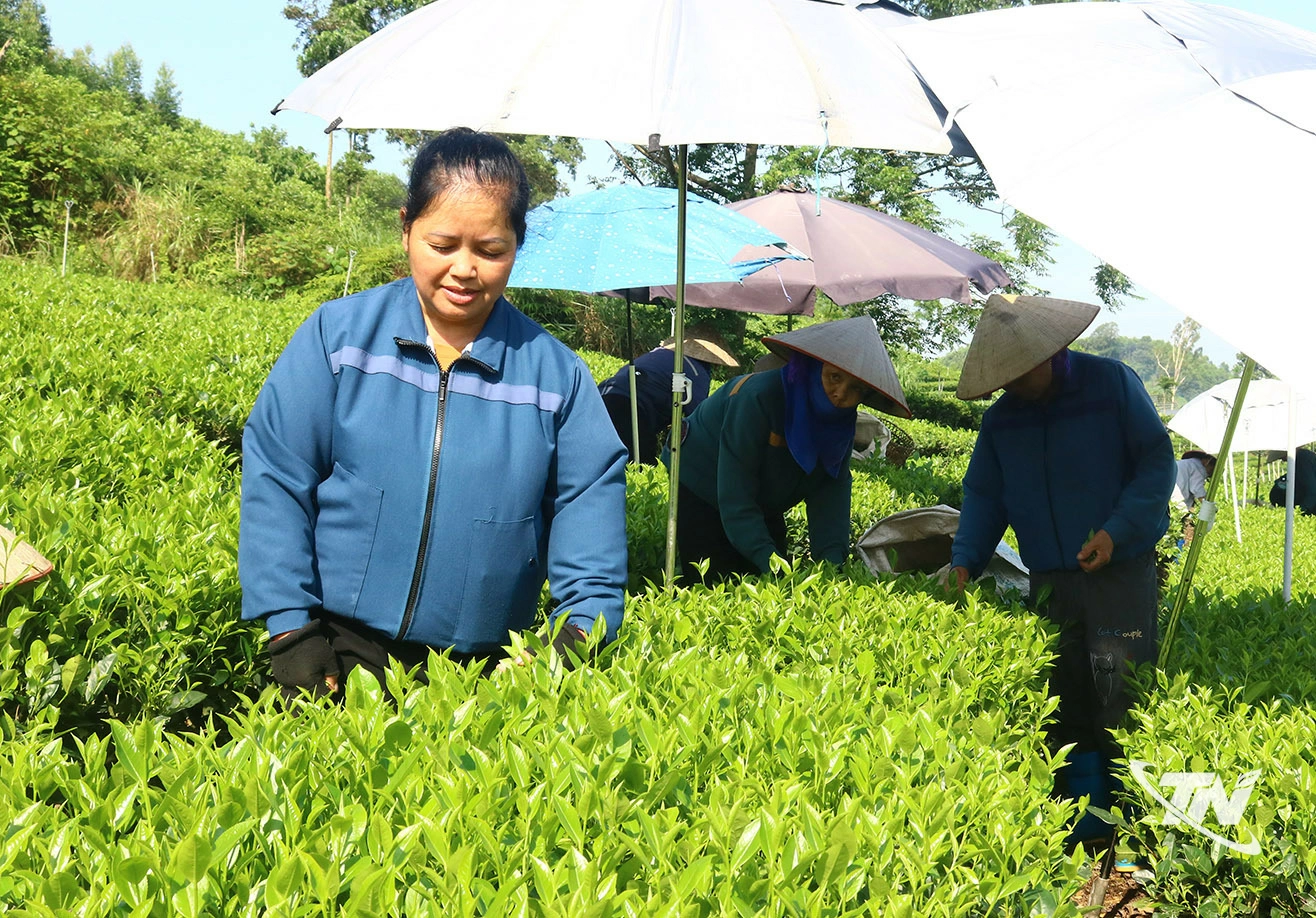 Bà Nguyễn Thị Huế, xóm Minh Tiến, xã Đồng Hỷ thoát nghèo nhờ sản xuất chè an toàn.