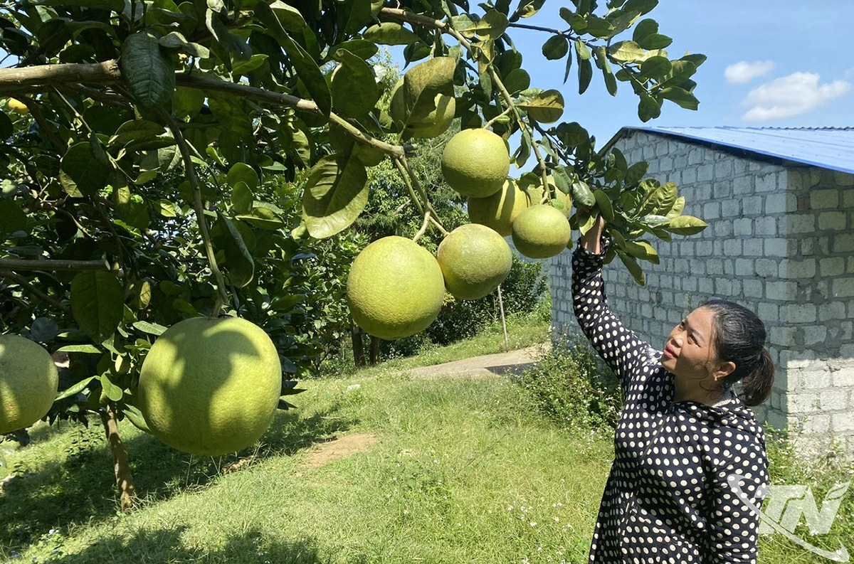 Cây bưởi da xanh, bưởi diễn được trồng nhiều trên địa bàn các xã phía Bắc của tỉnh.